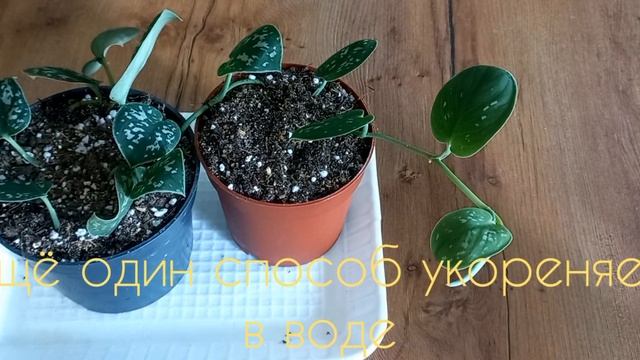 Эпипремнум [Epiprumnum] размножение 100% результативный  способ