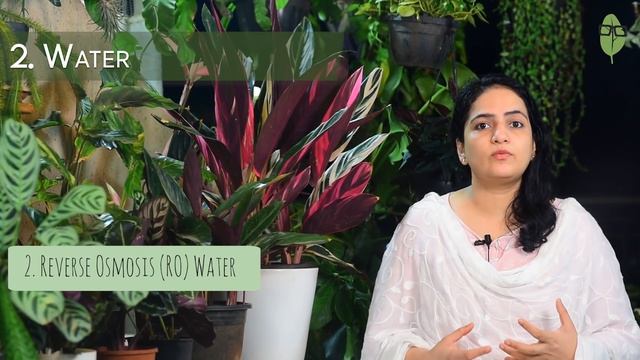 Stromanthe Thalia Triostar Care & Info | Plant table | Indoor plants смотреть онлайн