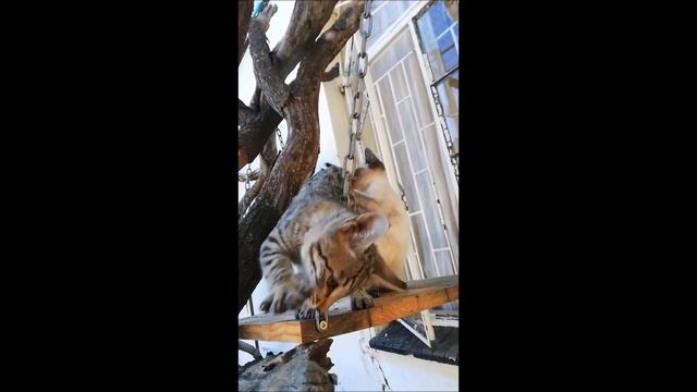The Serengeti Cat смотреть онлайн