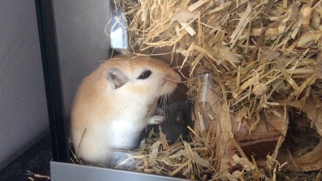 scared gerbil feet tapping смотреть онлайн
