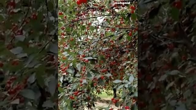 The Best Cherry Garden The Ripe Red Cherries Are Delicious Big Garden House смотреть онлайн