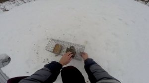 Решил попробовать разводить куропаток, посмотрим что получится.