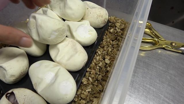 Finally Combo Ultramel Ball Python Babies!! смотреть онлайн