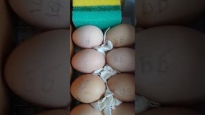 инкубация яиц кур брама колумбийская и лимон, и силвервуд.