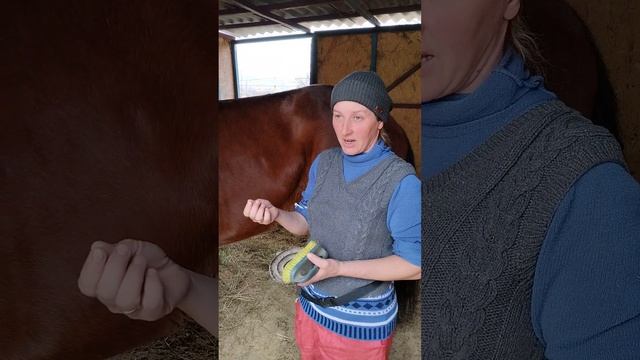 Лошадь дома. Линька, что делать, чего не делать. смотреть онлайн