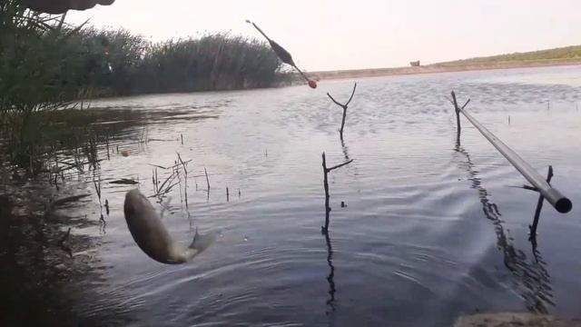 13.06.2022 РЫБАЛКА на МАХОВУЮ удочку FLAGMAN! NRG fishing смотреть онлайн