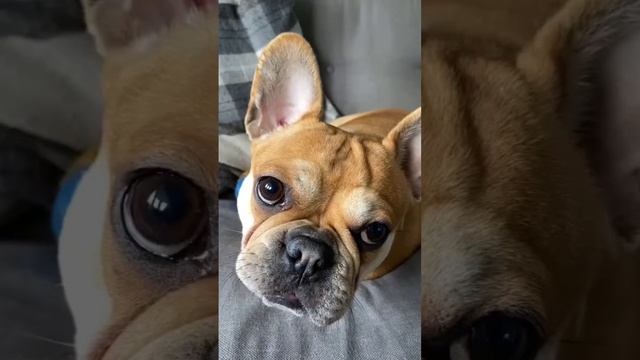 French bulldog says hello to music by Adele #funnydog  #lol #like