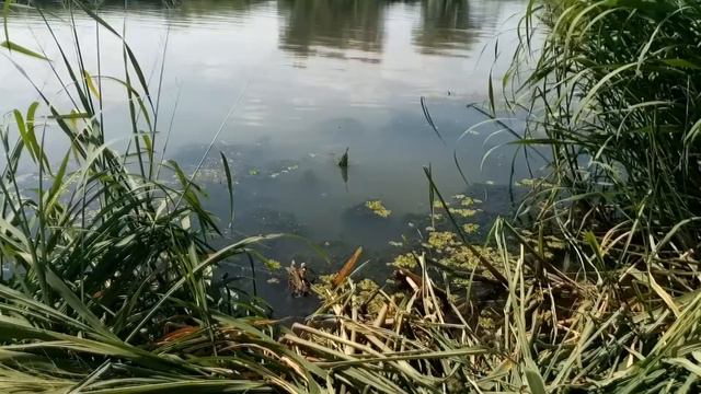 Рыбалка.Река Днестр. Маяки. смотреть онлайн