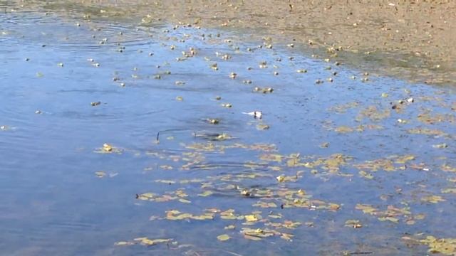 Pelophylax Ridibundus (Eurasian Marsh Frog) Sound