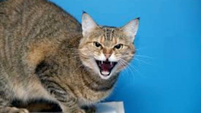 Включи этот звук своей кошке и просто наблюдай