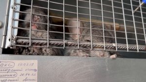 Самый лучший и быстрый способ ссаживания шиншилл! | Может ли шиншилла прожить одна?