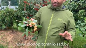 ? Черешня БРЯНСКАЯ РОЗОВАЯ ? СУПЕРЗИМОСТОЙКИЙ сорт черешни.