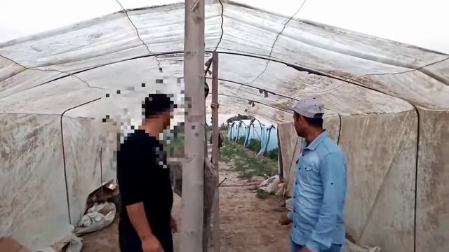 Натуральный помидоры в Солнечный погода Таджикистана. смотреть онлайн