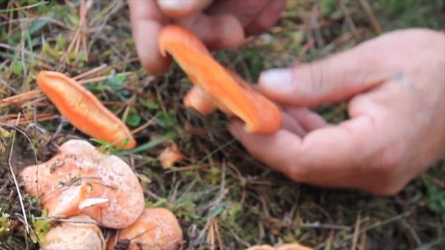 Lactarius deliciosus | EXCELENTE COMESTIBLE - Niscalo, rovellon, zafran cap... смотреть онлайн