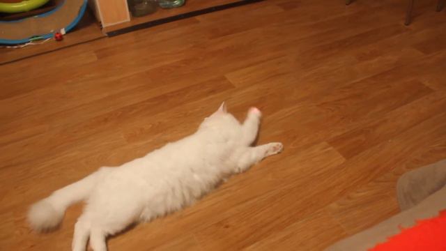 Кошка играет с лазером. Кошачьи игры. Кошка и лазер. смотреть онлайн
