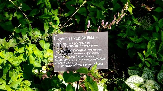 Цветение скумпии в "Аптекарском огороде" смотреть онлайн