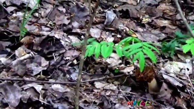 Как же мне повезло!Сморчковая Шапочка Другое место в том же лесу. смотреть онлайн