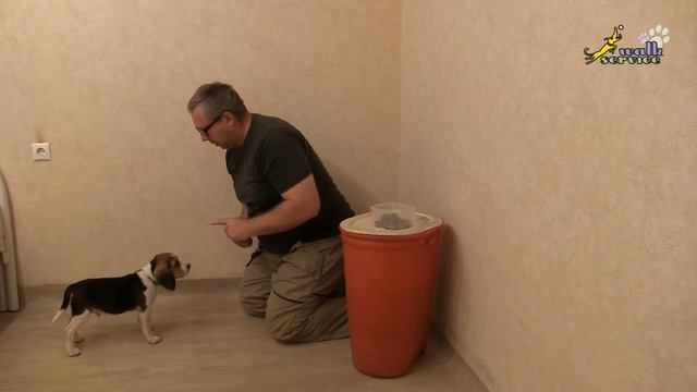 Воспитание у щенка бигля выдержки, дрессировка собак в домашних условиях смотреть онлайн