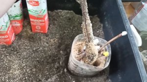 На какой стадии укоренения лучше всего пересаживать чубуки в отдельные ёмкости с почвосмесью.