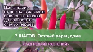 Острый перец. Посев, инкубация семян, рассада, плоды. Как вырастить острый перец на подоконнике
