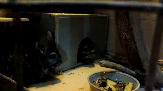 Как лает шиншилла смотреть онлайн