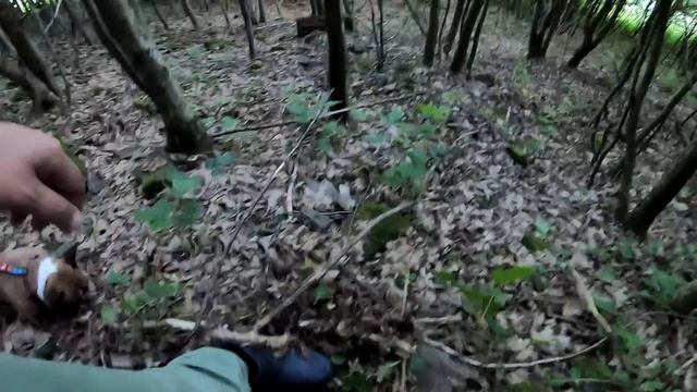 ПЕРВЫЕ благородные ГРИБОЧКИ в этом сезоне! Сухо, но БЕЛЫЕ ГРИБЫ полезли! смотреть онлайн