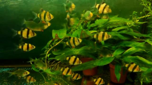 Барбус суматранский и мшистый (~4мес) смотреть онлайн