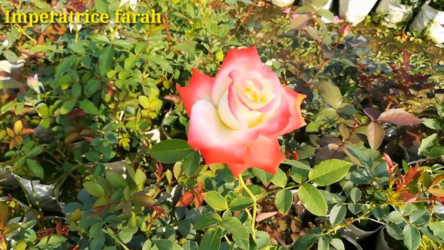 Rose Varieties With Names : Best Rose Varieties (Famous Roses) / Rose Variety Names смотреть онлайн