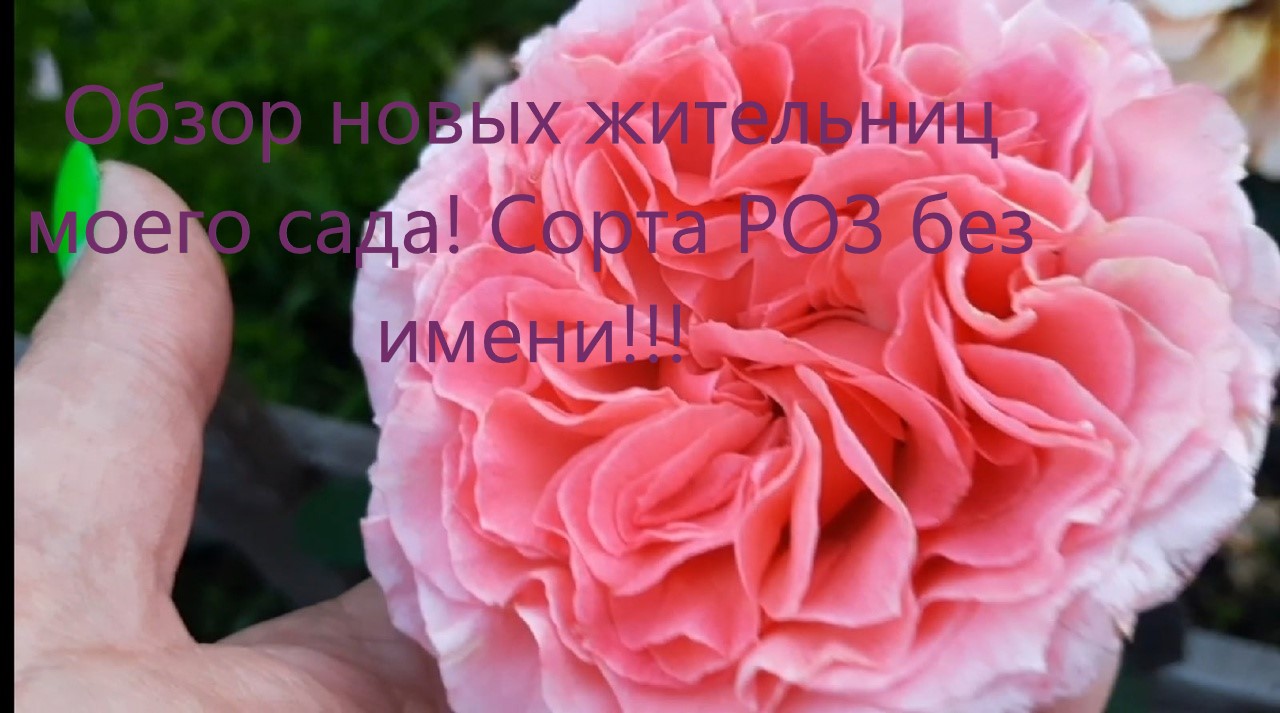 Обзор новых жительниц моего сада! Розы загадки без названия! смотреть онлайн