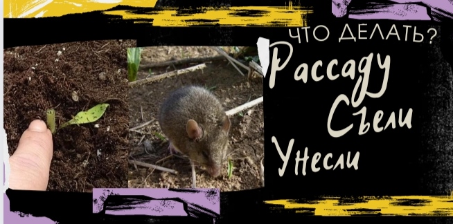 Что делать? Рассаду съели и унесли. смотреть онлайн