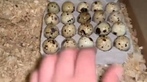 Перепел Белый Гигант в Германии.Инкубационные Яйца почтой .Из Ульяновска в Германию.