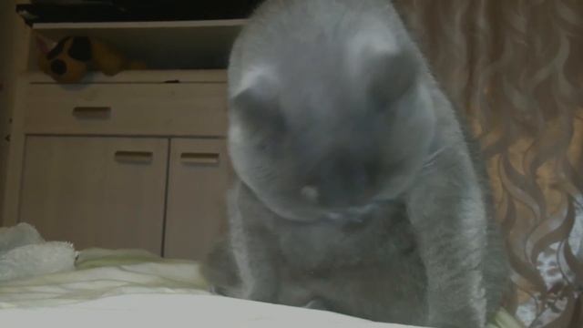 Британская короткошёрстная кошка - British shorthair cat смотреть онлайн