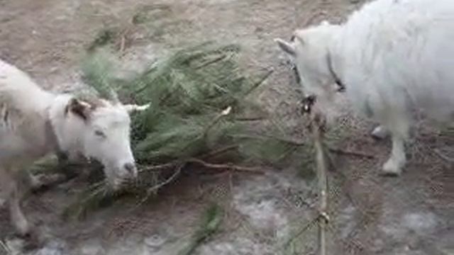 козы едят сосну смотреть онлайн