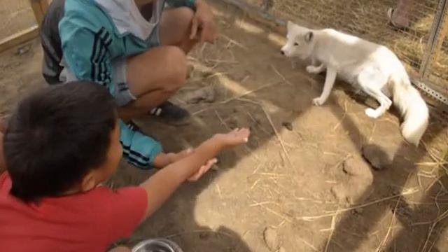 КОНТАКТНЫЙ ЗООПАРК смотреть онлайн