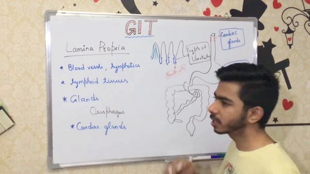 GASTROINTESTINAL TRACT (GIT) PART 2 смотреть онлайн