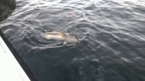 Рыбалка в Мурманске - Треска 22 Кг