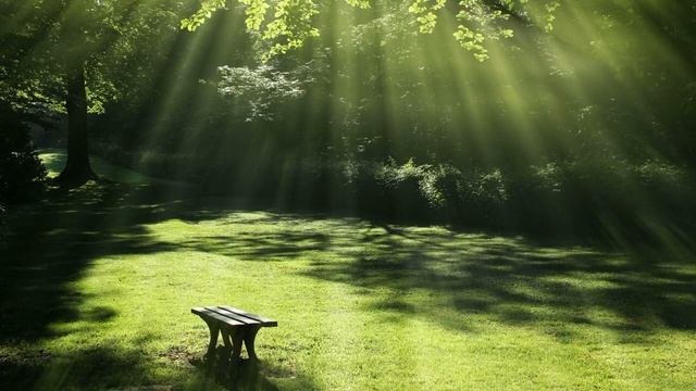 Звуки леса и пение птиц в летним лесу / Forest sounds and birdsong in the summer forest смотреть онлайн
