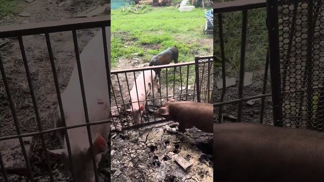 Дюрок свинки на продажу смотреть онлайн