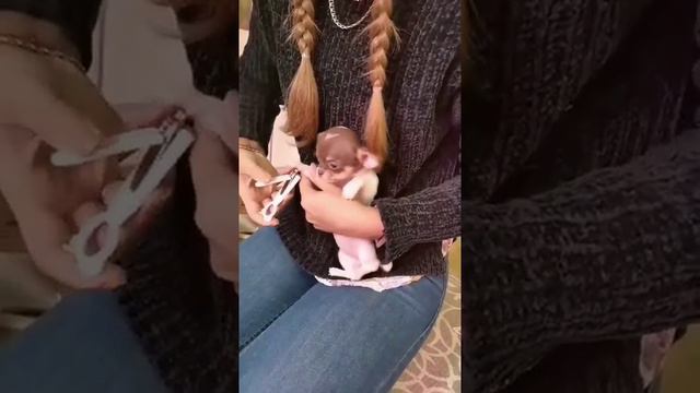 Мини девочка чихуахуа. 2 месяца. смотреть онлайн