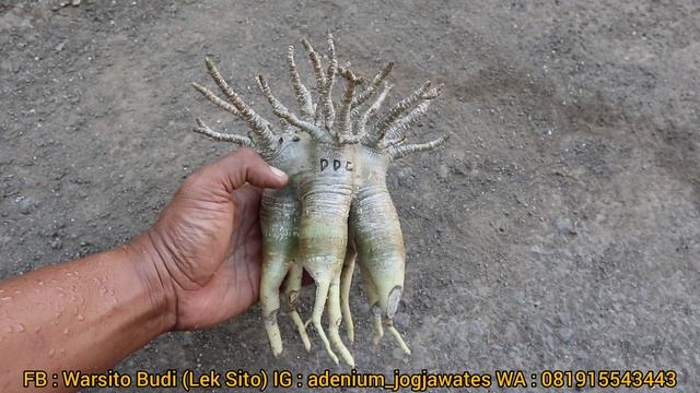 DUM DOT COM "DDC" ADENIUM ARABICUM HYBRID смотреть онлайн
