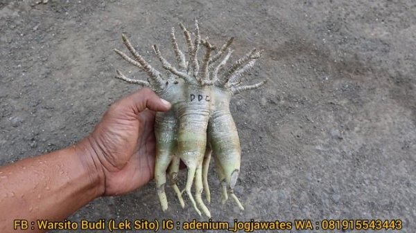 DUM DOT COM "DDC"  ADENIUM ARABICUM HYBRID