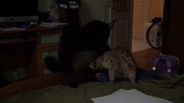 Бой котов смотреть онлайн