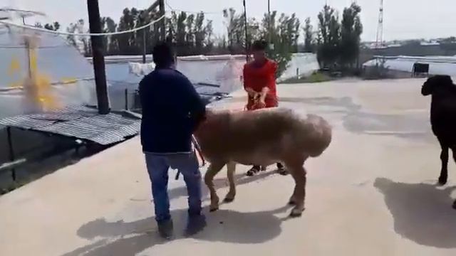 Шок баран весом 180кг смотреть онлайн