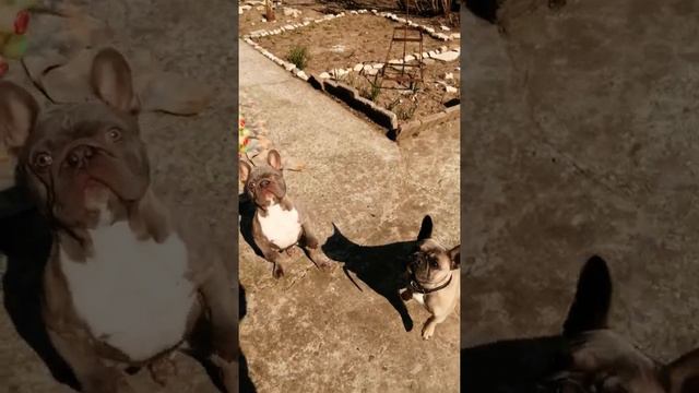 Французские Бульдоги и команда "Фас" 😂 смотреть онлайн
