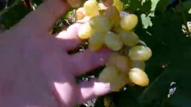 ОБЗОР МОЕГО ВИНОГРАДНИКА ЧАСТЬ 4 ХАДЖИМУРАТ смотреть онлайн