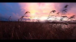 Охота на уток ОСЕНЬЮ С ЧУЧЕЛАМИ - Очень много северной утки на большой воде