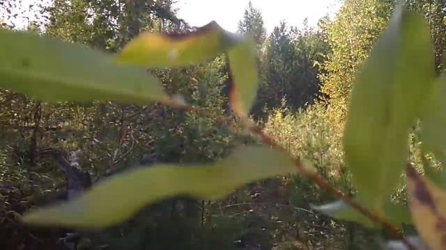 ЛЕС , ПОХОД ЗА ЯГОДОЙ\\ следы на тропинке смотреть онлайн