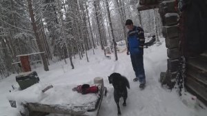 В ТАЙГУ С НОЧЕВКОЙ / ИЗБА / ТАЕЖНЫЙ БЫТ / ПРОВЕРКА ЖЕРЛИЦ / ПРОВЕРКА КАПКАНОВ НА КУНИЦУ