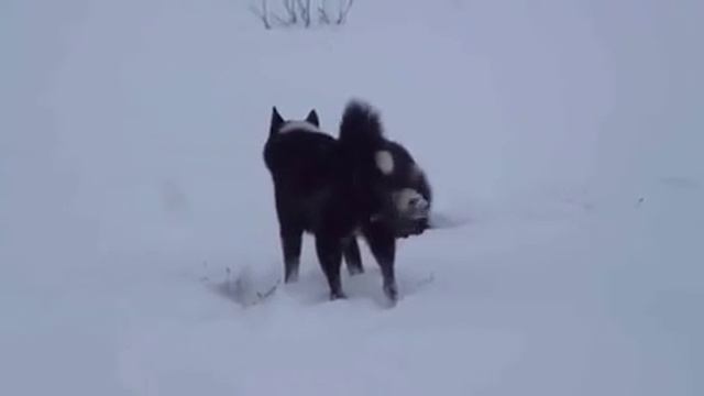 Встречи с росомахами в Якутии смотреть онлайн