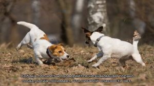 Бигль или джек-рассел-терьер: сравнить в квартире